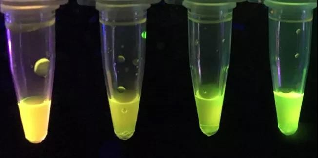 外國化學(xué)家開發(fā)新型紙質(zhì)傳感器，可檢測強(qiáng)效神經(jīng)毒素